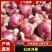云南，建水县精品红皮洋葱，品质保障产地直销，量大从优
