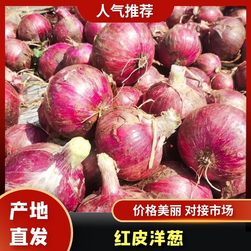 云南，建水县精品红皮洋葱，品质保障产地直销，量大从优