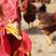 【自家养殖】九斤红活鸡品种纯正，假一赔十，提供技术
