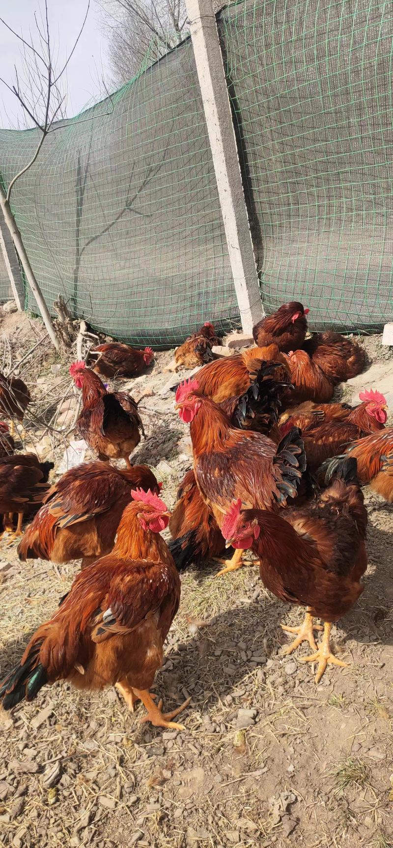 【自家养殖】九斤红活鸡品种纯正，假一赔十，提供技术