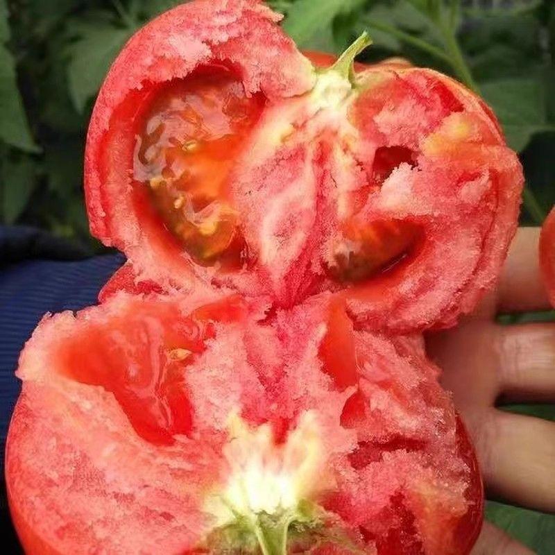 毛粉802番茄种子，经典老品种，薄皮沙瓤，抗病，基地专用