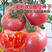 毛粉802番茄种子，经典老品种，薄皮沙瓤，抗病，基地专用
