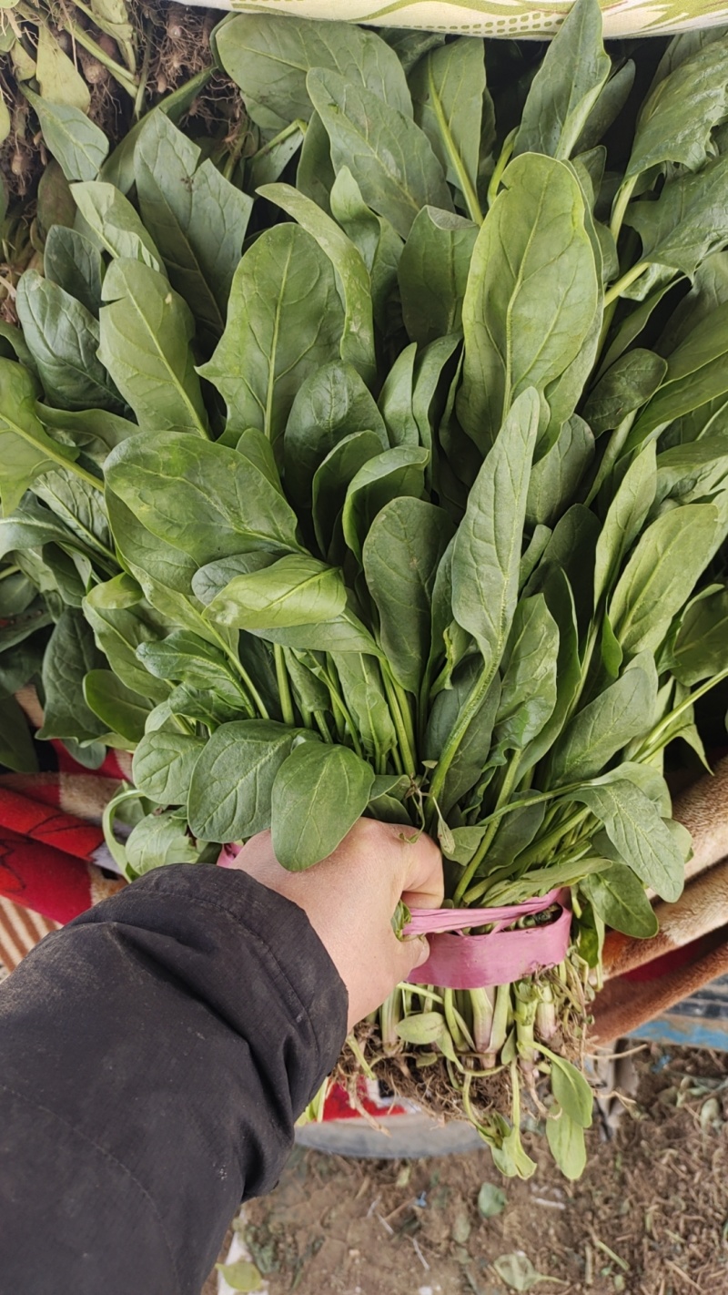 河北产地直销精品小叶菠菜货量充足一手货源价格优惠欢迎咨询