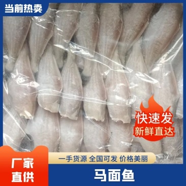【马面鱼】蚝鱼规格齐全物美价廉优质货源欢迎咨询