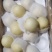河北【皇冠梨】水晶梨对接电商市场商超等各类客户