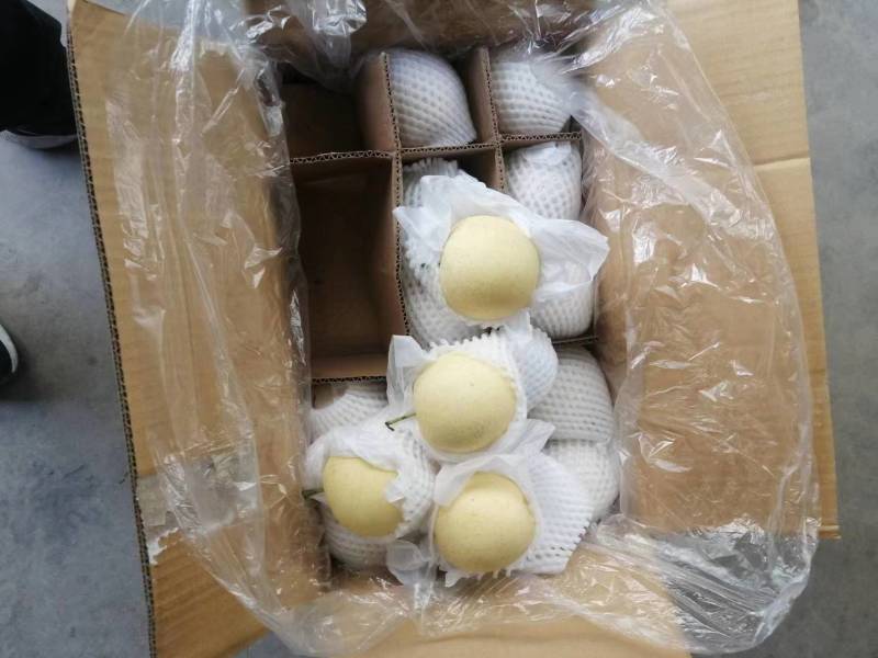 河北【皇冠梨】水晶梨箱装筐装规格齐全产地直发