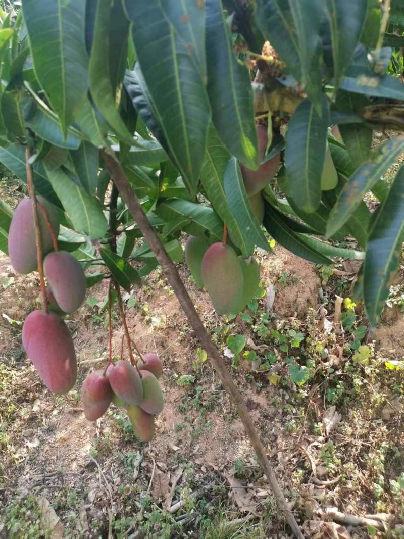海南【贵妃芒】红金龙可零售可批发对接电商市场商超等