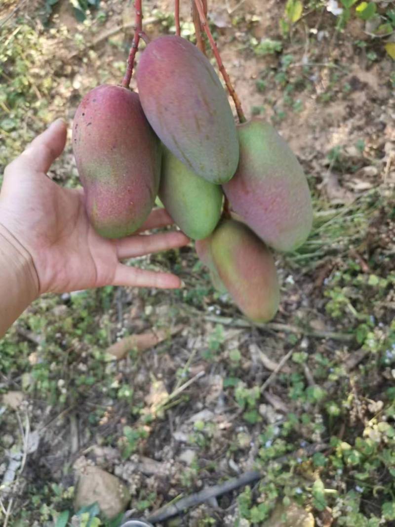 海南【贵妃芒】红金龙可零售可批发对接电商市场商超等