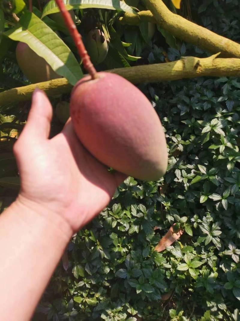 海南【贵妃芒】红金龙可零售可批发对接电商市场商超等
