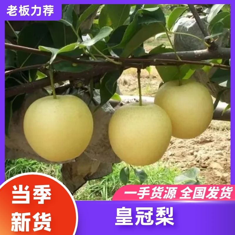 河北【皇冠梨】水晶梨对接电商市场商超等各类客户