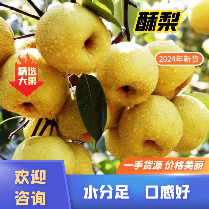 金顶谢花酥梨，产地直供，品质优良，千亩梨园，欢迎全国下单