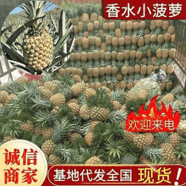 《云南红河》香水菠萝小菠萝电商商超批发团购现摘