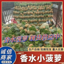 云南红河香水菠萝《批发电商商超团购》大量上市中