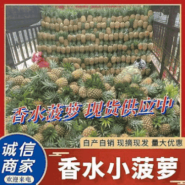 云南红河香水菠萝《批发电商商超团购》大量上市中
