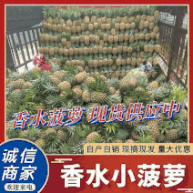 《云南香水菠萝》大量现货电商批发商超小菠萝