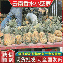 【精品菠萝】香水菠萝小菠萝大量供应，新鲜采摘对接全国市场