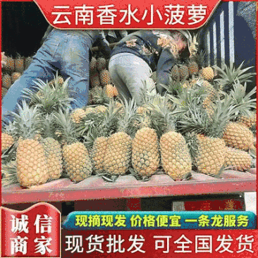 【精品菠萝】香水菠萝小菠萝大量供应，新鲜采摘对接全国市场