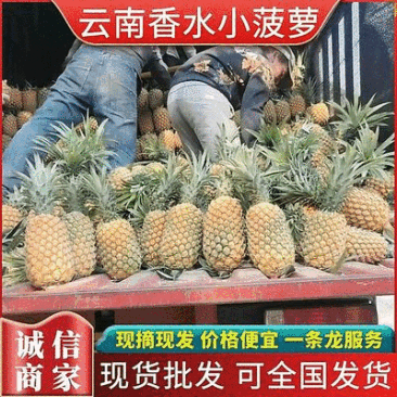 【精品菠萝】香水菠萝小菠萝大量供应,新鲜采摘对接全国市场