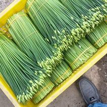 广西桂林韭苔大量供应产地直发可视频品质保证