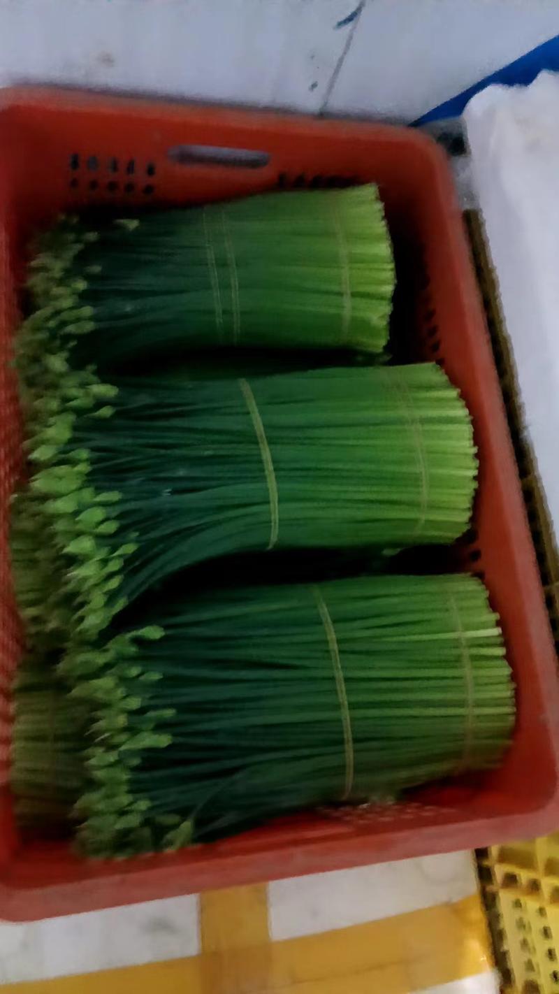 桂林韭菜花韭苔精品韭菜苔自家种植保质保量欢迎订购