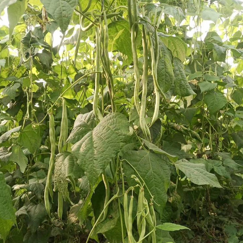 泰国无筋架豆种子无筋架豆王无丝豆春季荚长肉厚四季豆角