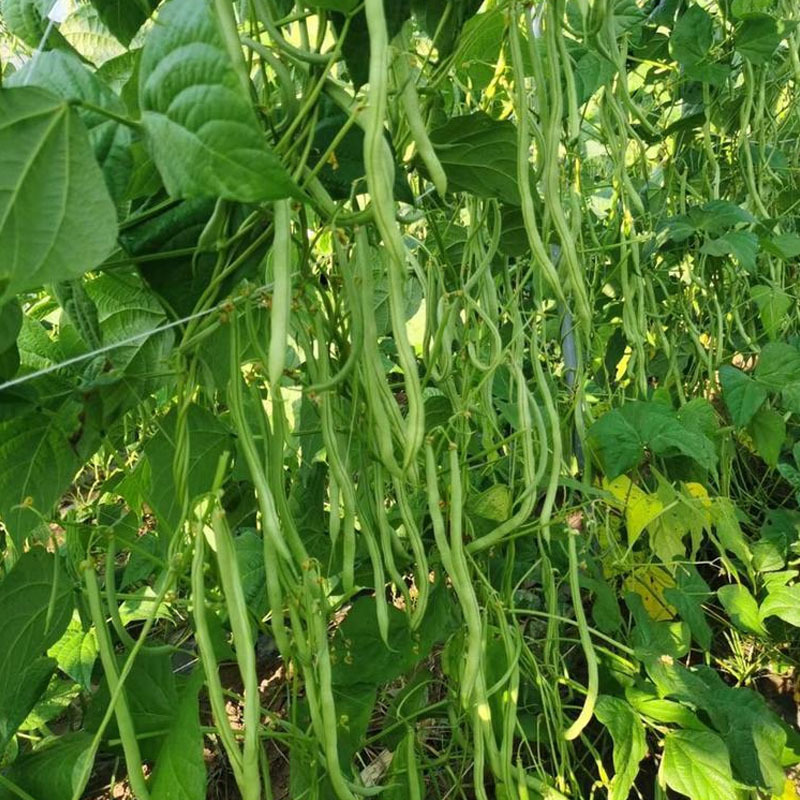 泰国无筋架豆种子无筋架豆王无丝豆春季荚长肉厚四季豆角