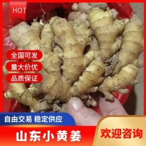 优质小黄姜常年有货产地直供质量保证全国发货诚信经营
