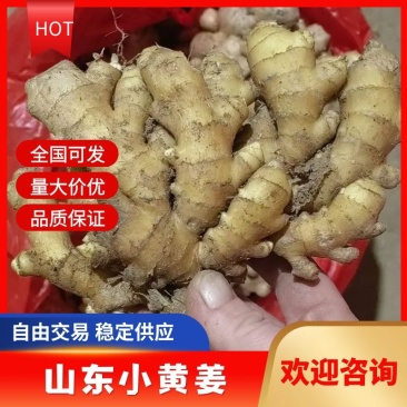 优质小黄姜常年有货产地直供质量保证全国发货诚信经营