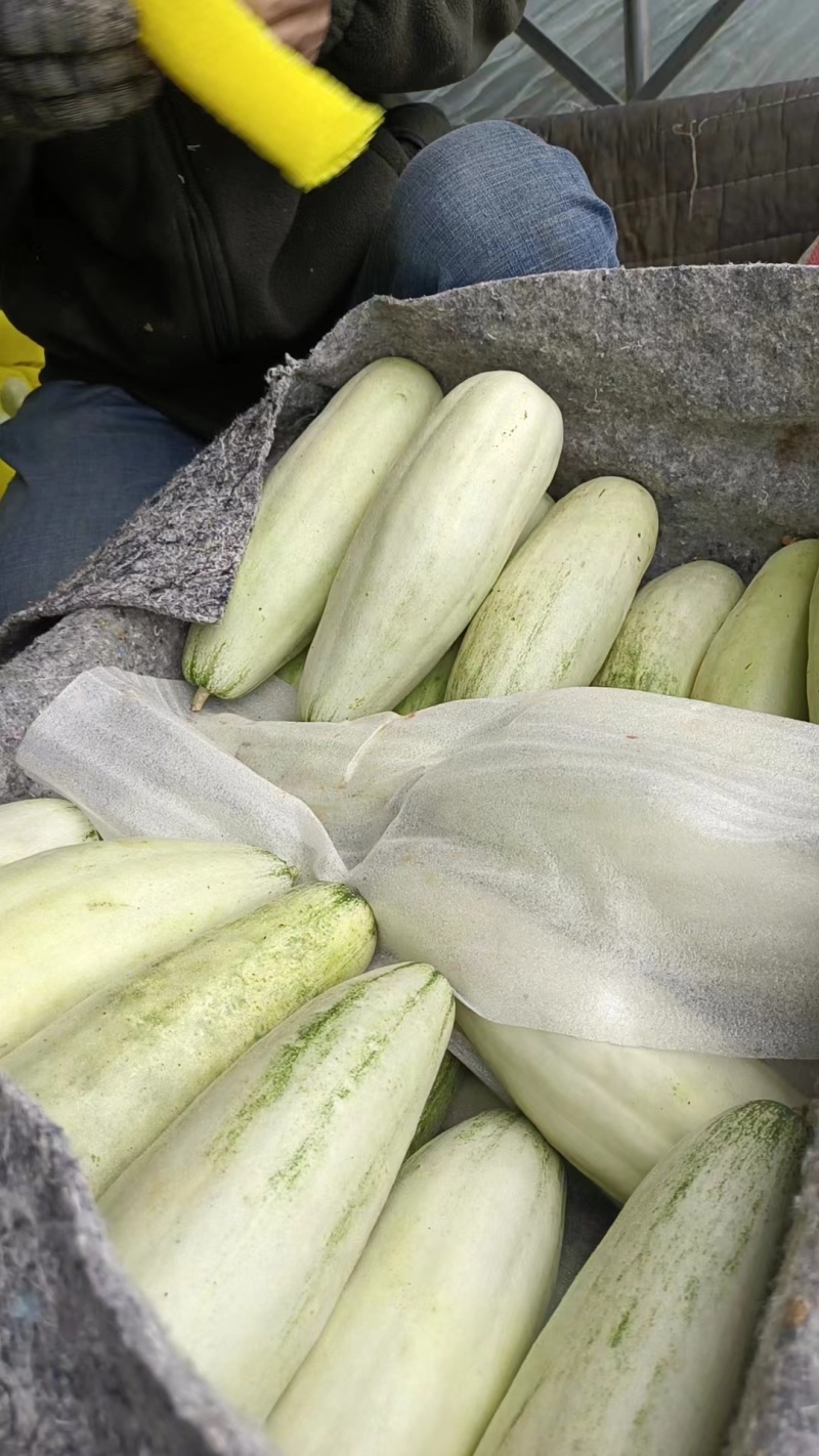 山东聊城博洋61基地直供一手货源品质保证诚信经营欢迎采购
