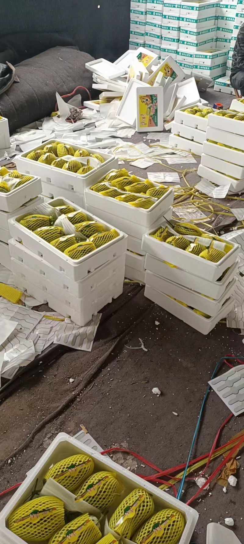 山东聊城博洋61基地直供一手货源品质保证诚信经营欢迎采购