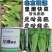 冬春快菜种子，耐寒耐抽苔，越冬快菜，耐湿耐运输，基地用