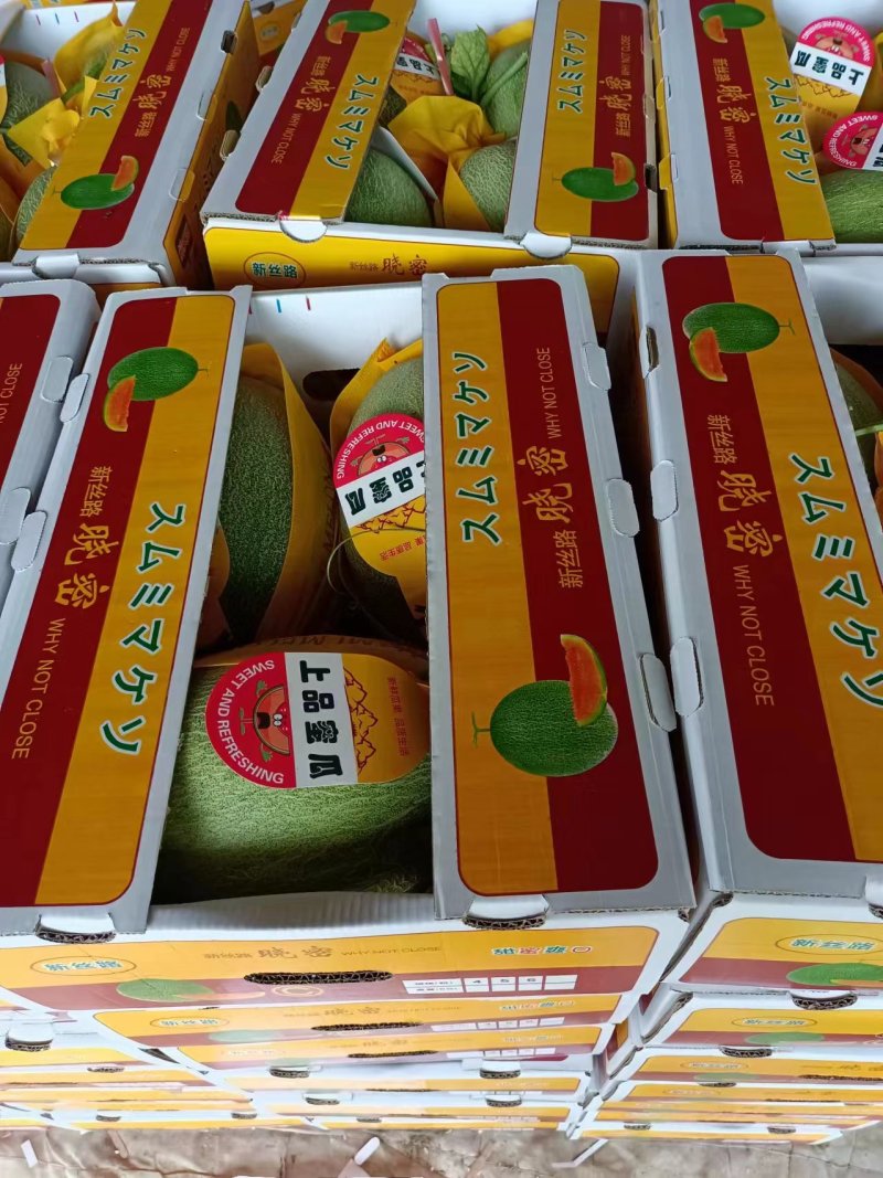 山东聊城晓蜜25哈密瓜号基地直供一手货源诚信经营欢迎采购