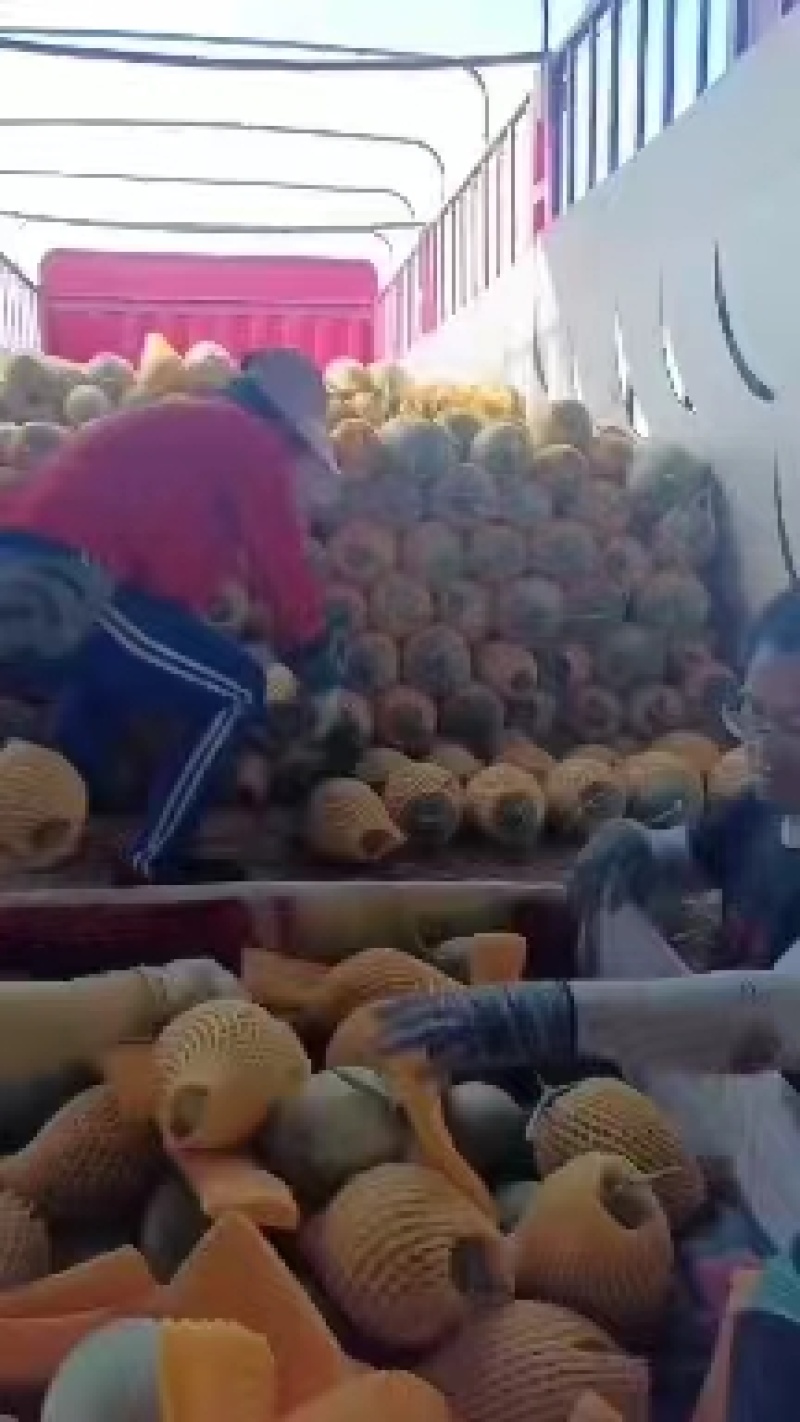 【精】海南晓蜜25-产地直供-品质保证-诚信可优惠-可看货