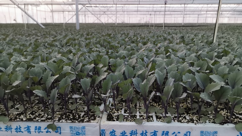 紫甘蓝苗，根系发达成活率高抗氧化能力强苗子清秀无病