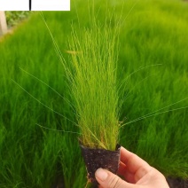墨西哥羽毛草特惠价格细叶针茅绿化工程苗批发量大优惠