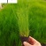 墨西哥羽毛草特惠价格细叶针茅绿化工程苗批发量大优惠