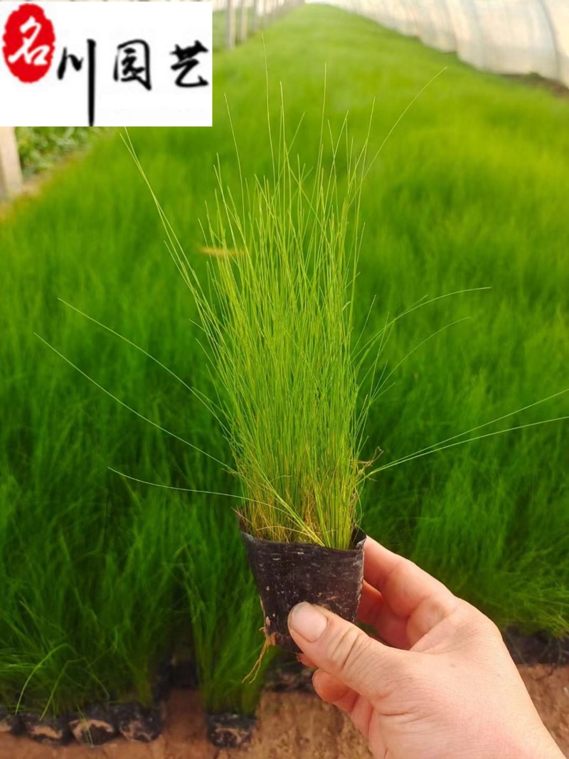 墨西哥羽毛草特惠价格细叶针茅绿化工程苗批发量大优惠