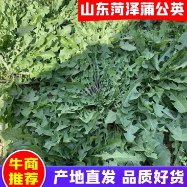 蒲公英新鲜野菜现挖现发全国发货可视频看货量大价优电联