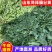 蒲公英新鲜野菜现挖现发全国发货可视频看货量大价优电联