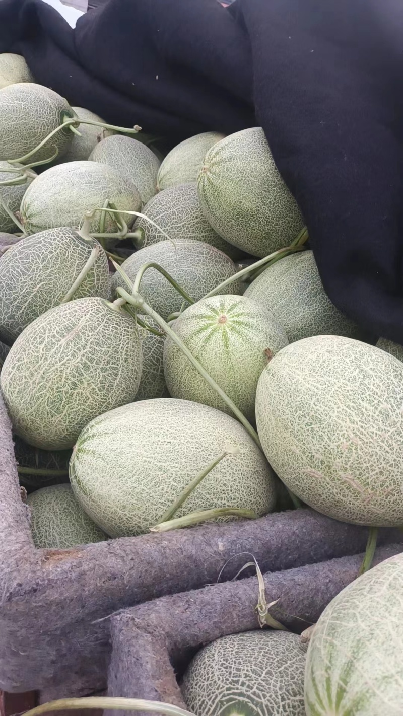 【哈密瓜】广西北海小蜜25号皮薄多汁对接全国市场电商