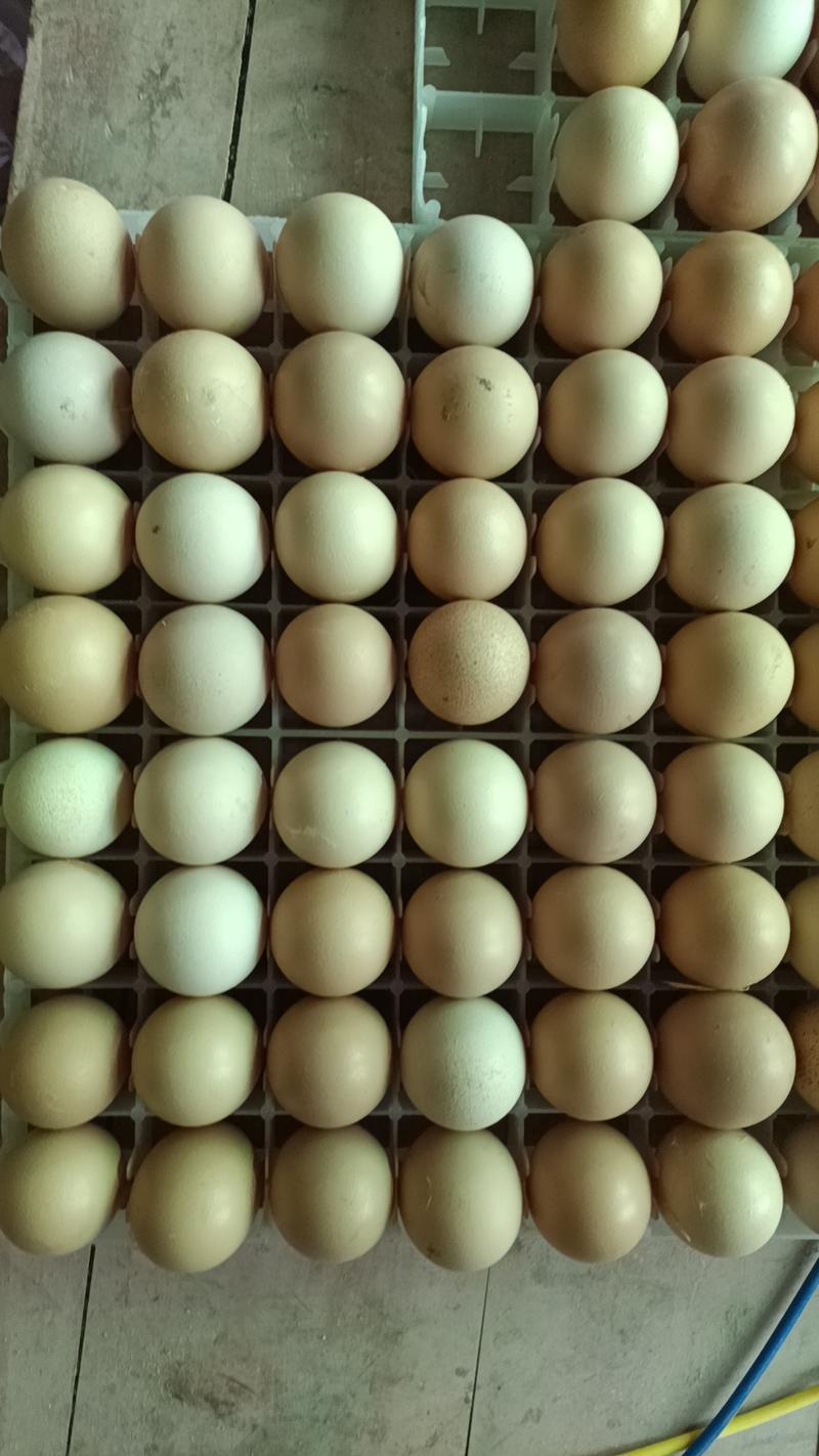 粉壳纯粮散养土鸡蛋，一手货源，品质保证，欢迎来电咨询