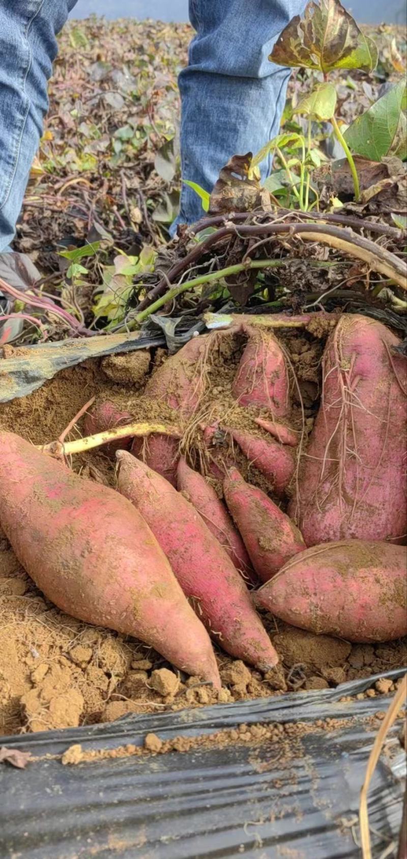 黑土地种植红薯济26基地现挖现卖货源充足