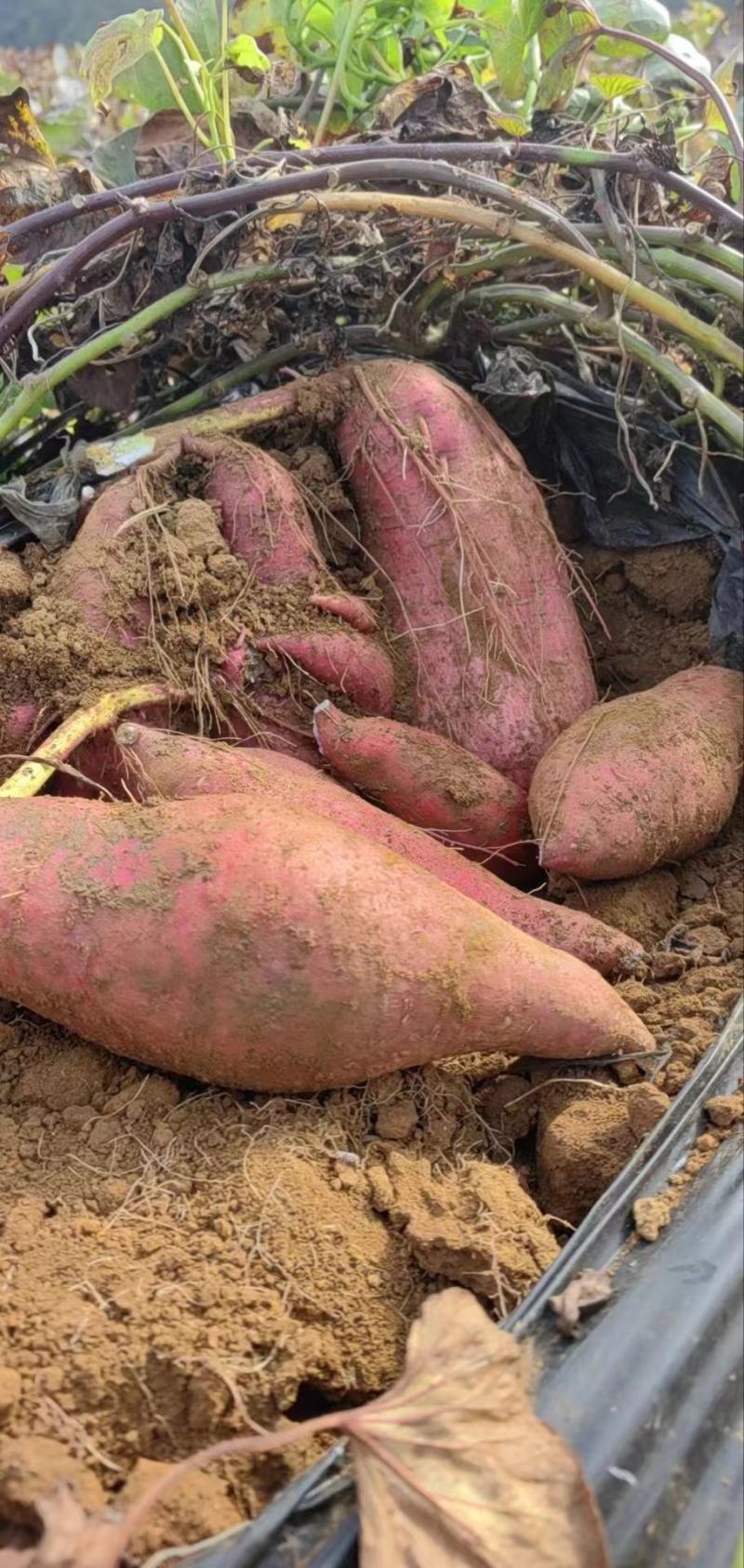 黑土地种植红薯济26基地现挖现卖货源充足