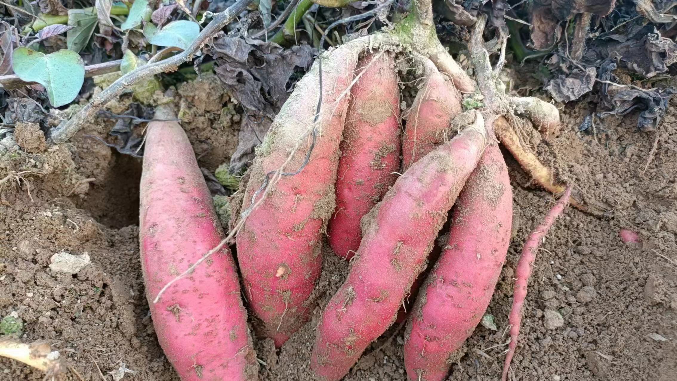 田间成熟的西瓜红红薯采收场景