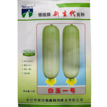 香白玉肉丝瓜种子白玉一号高产早熟春夏种植南方水瓜