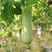 香白玉肉丝瓜种子白玉一号高产早熟春夏种植南方水瓜