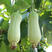 香白玉肉丝瓜种子白玉一号高产早熟春夏种植南方水瓜