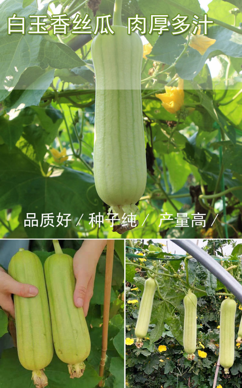 香白玉肉丝瓜种子白玉一号高产早熟春夏种植南方水瓜