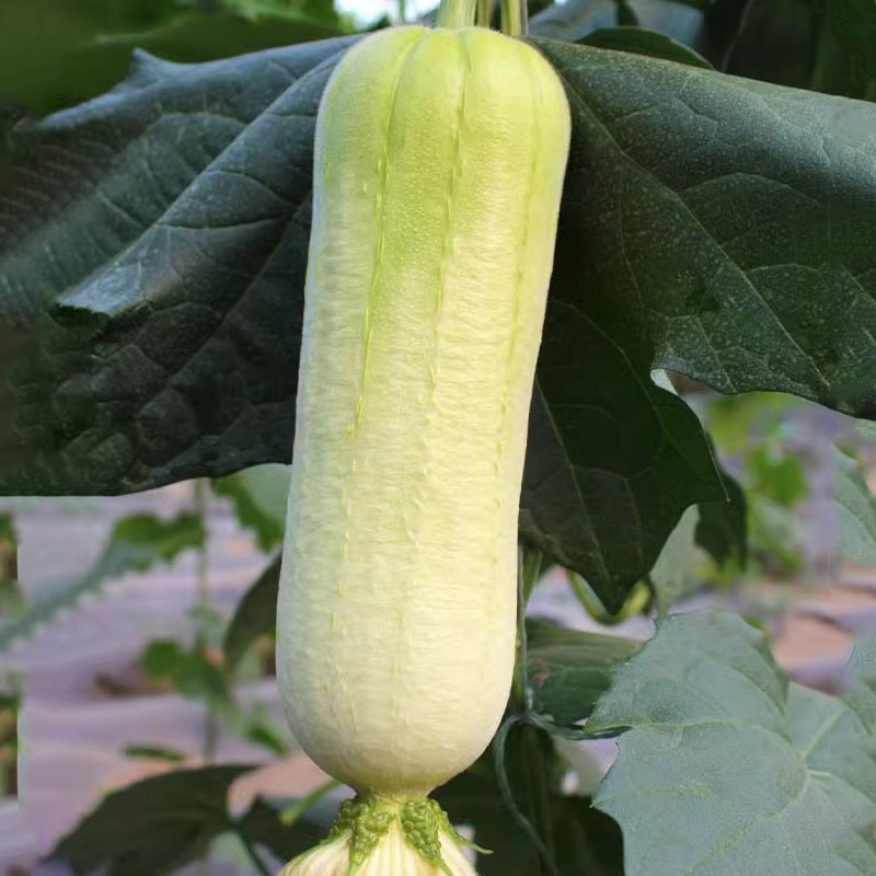 香白玉肉丝瓜种子白玉一号高产早熟春夏种植南方水瓜