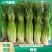 江苏徐州蒜薹精品白帽蒜薹现摘现发商超品质来电优惠